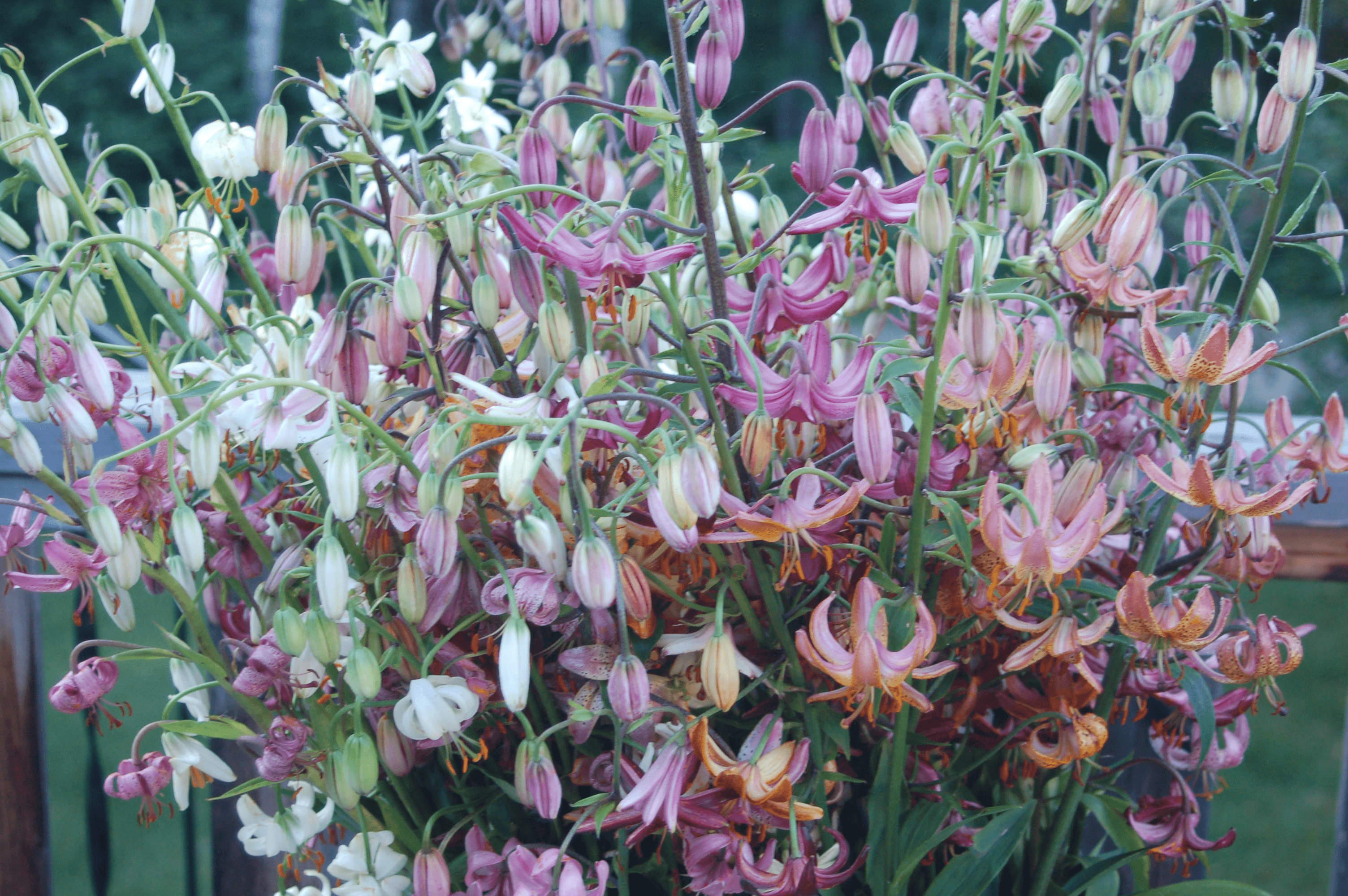 Martagon lilies in bloom
