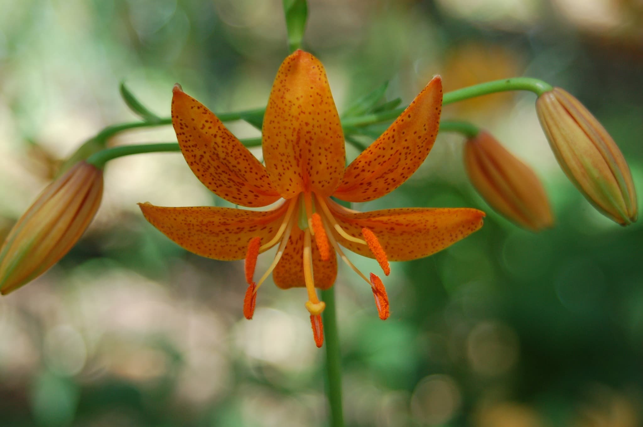Orange lily in bloom